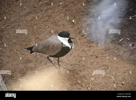 Portland Zoo Photos Stock Photo Alamy