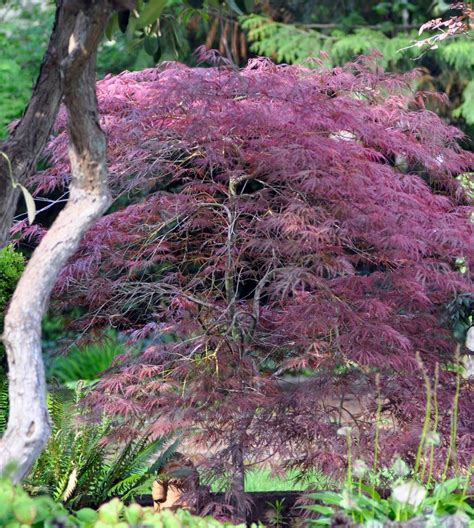 Garnet Laceleaf Japanese Maple | A Tree Garden