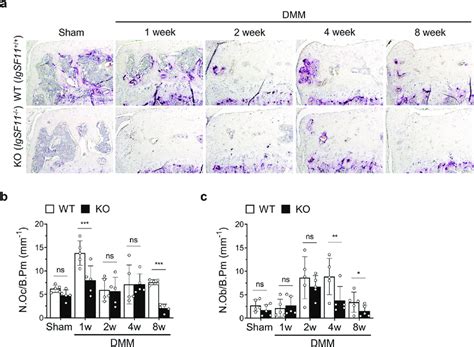 Igsf11 − − Mice Show Decreased Osteoclast Activation Soon After Oa Download Scientific Diagram