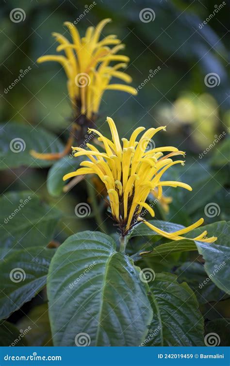 Blossom Of Yellow Jacobinia Tropical Plant Justicia Aurea From Central