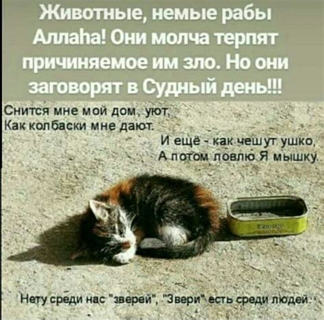 сохры💦 кавказ☪️ - Исламские ️☪️☝️