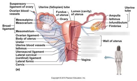 Female Organ Pt 3 Diagram Quizlet