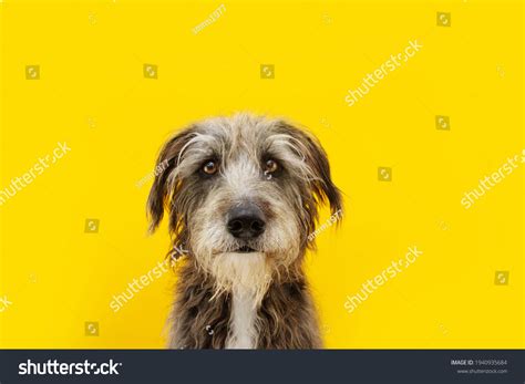 Sad Face Animal Funny