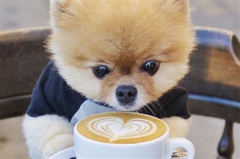 26 Dogs Who Depend On Coffee As Much As We Do