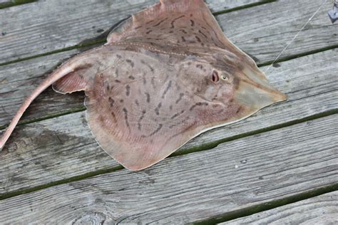 Skates And Rays Of The Jersey Shore — Save Coastal Wildlife