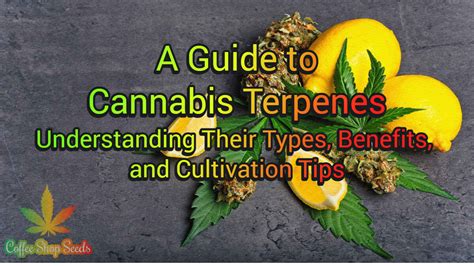 A Guide To Cannabis Terpenes Understanding Their Types Benefits And