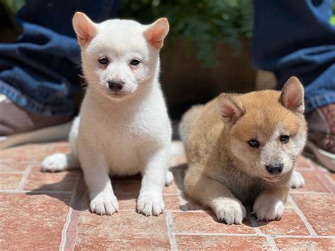 Cachorros Shiba Inu Hembra Y Macho Mercadolibre