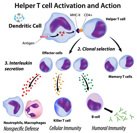 Dendritic Cells Therapy | Immune Cells 21