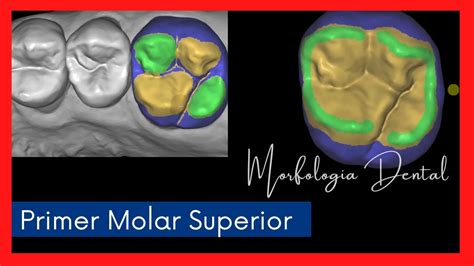 Primer Molar Superior Morfologia Dental Youtube