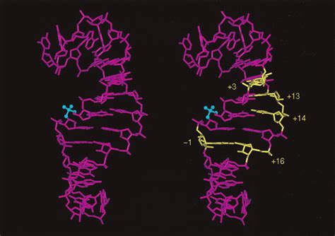 Three Dimensional Structure Of Human Tau Exon Splicing Regulatory