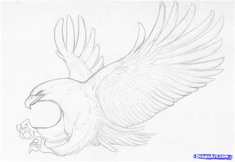 Eagle Flying Sketch at PaintingValley.com | Explore collection of Eagle ...