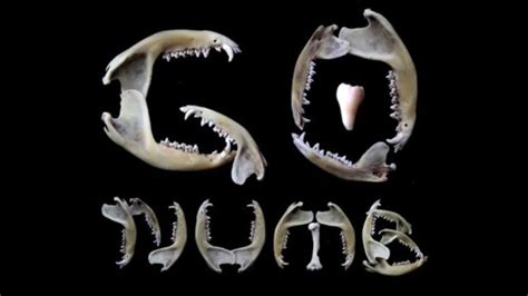 Go Numb Free Mobile Porn Videos IPornTV