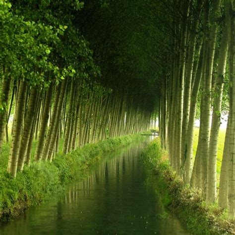 Beautiful Tree Tunnels Wallpapers Inspired Luv