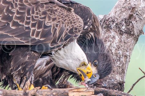 Bald Eagle Adult Feeding Chick – Tom Murphy Photography