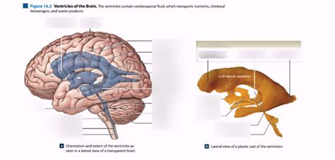 Ventricles Diagram | Quizlet