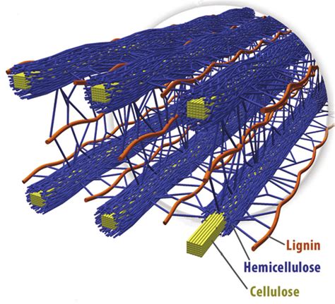 Cellulase – Grade 1 Cellulase | Best Feed Enzyme Enzymes