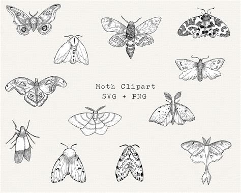 Moth SVG Moths Clipart Moth SVG Bundle Moth Line Drawing Cut File