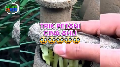 TRIK PETANI CINA AHLI YouTube