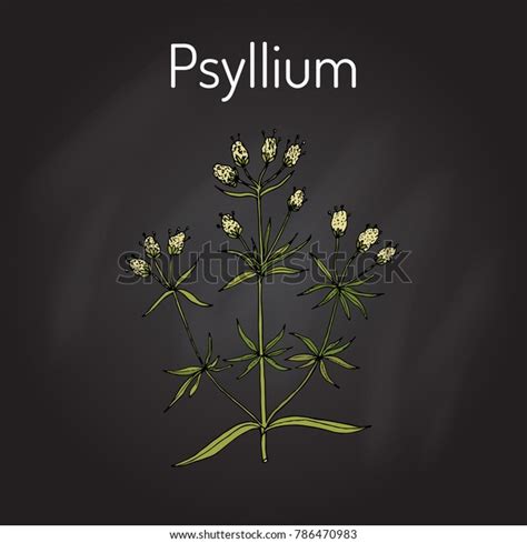 Ispaghula Plantago Psyllium Medicinal Plant Hand Stock Vector Royalty