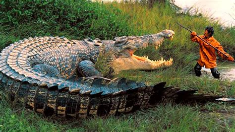 O CROCODILO GIGANTE Que DEVOROU MAIS De 300 HOMENS YouTube