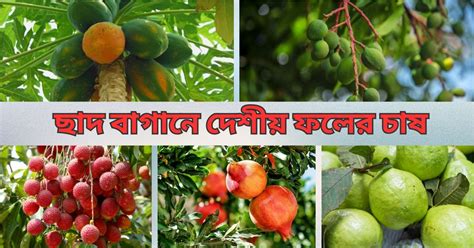 ছাদ বাগানে দেশীয় ফলের চাষ Fruit Bazar Bd