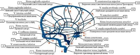 Синусы твёрдой мозговой оболочки (sinus durae matris). Синусы ...