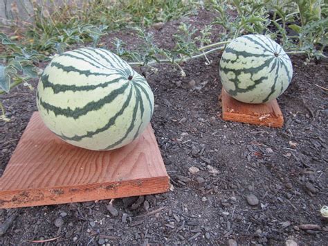 Four Hills Of Squash Watermelon Weigh In Week 3