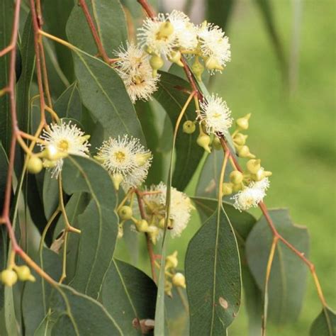 Eucalyptus Melliodora Yellow Box Seed X200 Ole Lantana S Seed Store