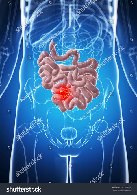 D Rendered Illustration Male Small Intestine Stock Illustration