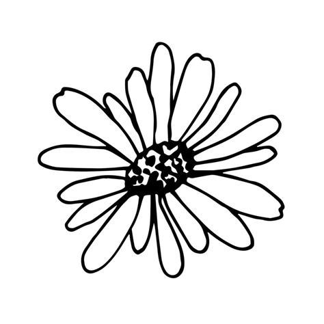 Simple Vector Drawing In Black Outline Daisy Flower Isolated On A