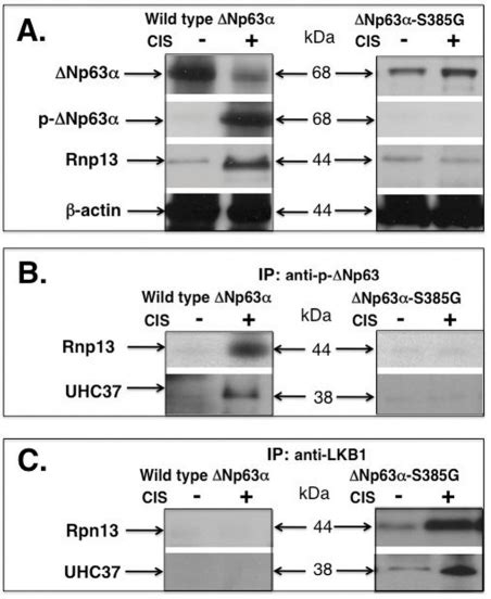 Phospho Np Rpn Dependent Regulation Of Lkb Degradation Modulates