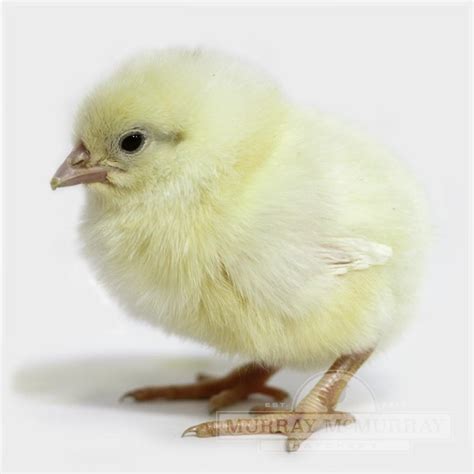 Murray Mcmurray Hatchery Pearl White Leghorn