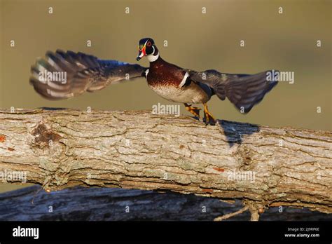 Male wood duck flying Stock Photo - Alamy