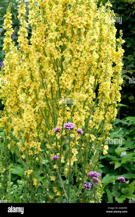 Olympicum Verbascum Hi Res Stock Photography And Images Alamy