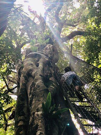 O Reilly S Rainforest Retreat Day Experiences Lamington National Park