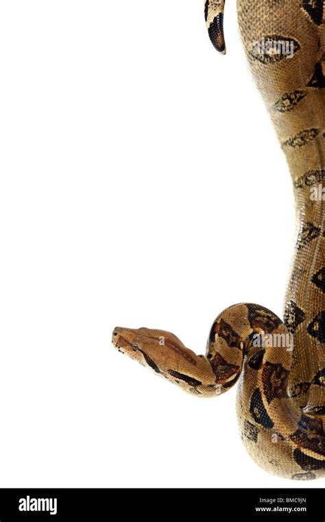 Boa Constrictor Serpiente Sobre Fondo Blanco Fotograf A De Stock Alamy