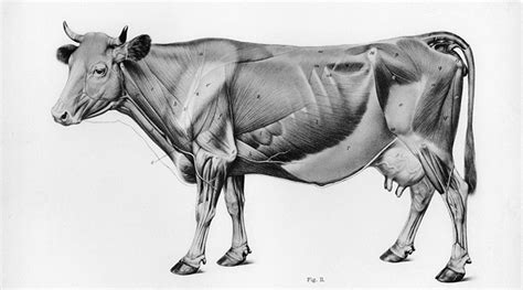 How to Study Animal Anatomy – Monika Zagrobelna