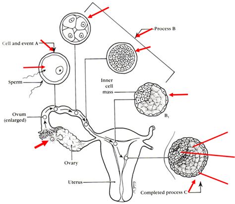 Embryonic Development Practical Diagram Quizlet