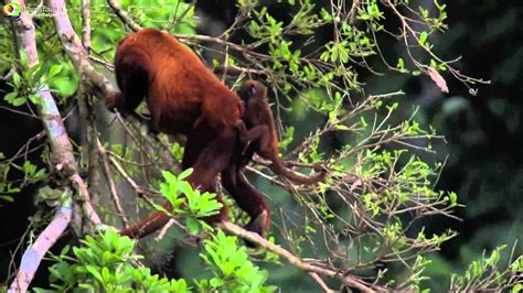 Parque Nacional Del Manu 40 Años Protegiendo Una De Las Zonas Con