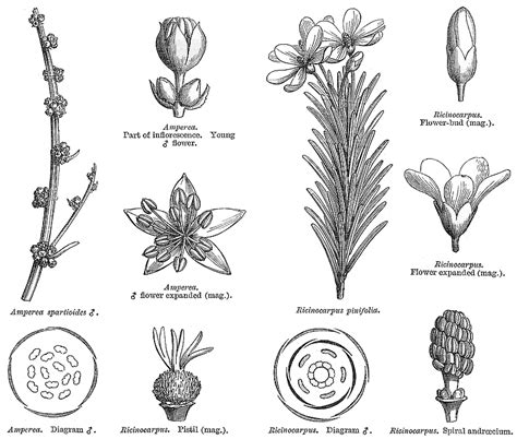 Euphorbiaceae Description Taxonomy Examples Britannica