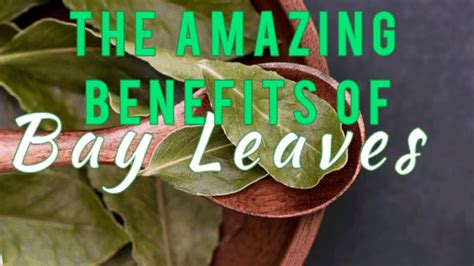 The Healing Power Of Bay Leaves Cooking With Bay Leaves Bay Leaf Tea