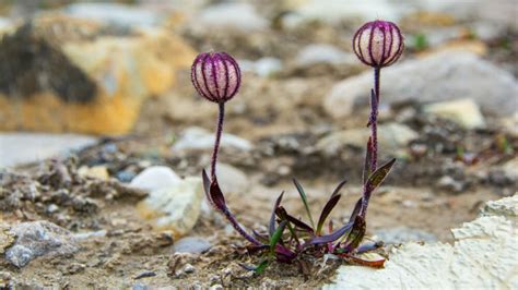 Arctic Wonders Tiny Plants Of The Tundra And How They Survive