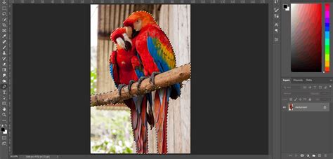 Create a nature scene of Parrots Photo Manipulation Tutorial ...