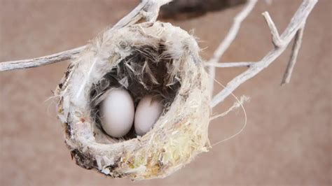 When Do Hummingbirds Lay Eggs - Nesting To Fledging Babies