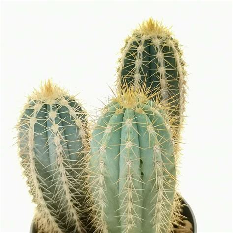 Pilosocereus Odilensis Cm Cactaceae Giromagi Vendita Piante Grasse