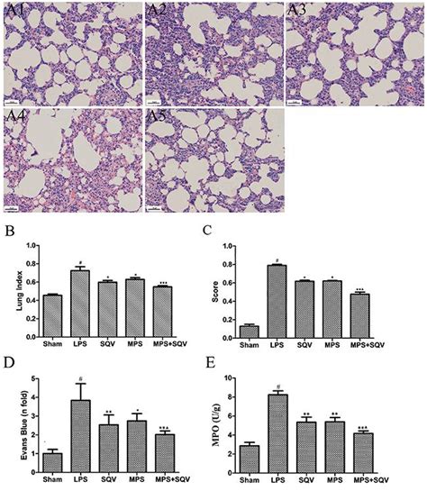 Scielo Brasil Saquinavir Plus Methylprednisolone Ameliorates