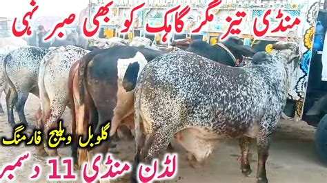 Today Fresh Luddan Mandi Bachra For Qurbani Rates In November