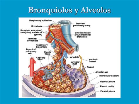 Ppt Fisiología Respiratoria Powerpoint Presentation Free Download Id4561504