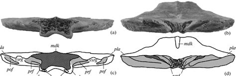 Frontal Of Clidastes Propython Cope 1869 Specimen Zin Ph No 548