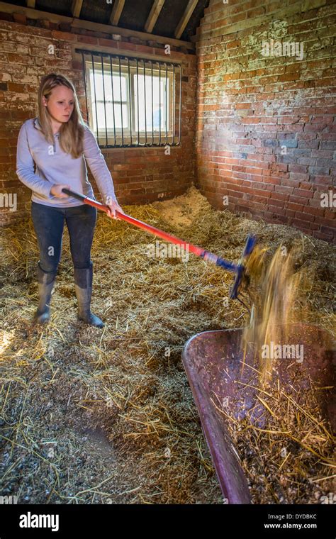 Young Woman Mucking Out A Stable Stock Photo 68521360 Alamy